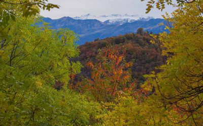 Agritech Bigdata al capdavant de la base de dades d’ecosistemes forestals més gran del món